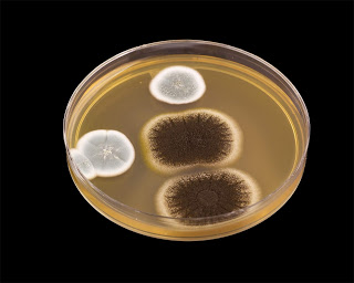 Hershey Cleaner Mildew